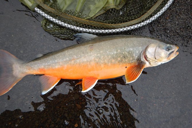 Private Lake and River Fishing Tour from Reykjavik - The value of an eight-hour private outing