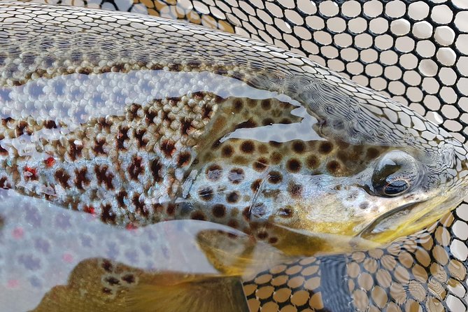 Private Lake and River Fishing Tour from Reykjavik - The drive from Reykjavik through Thingvellir
