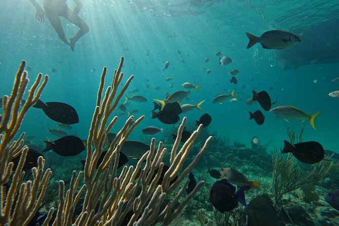Private Snorkeling or Fishing Charter in Nassau - 38ft Free Time - Is $1,045 a fair price?