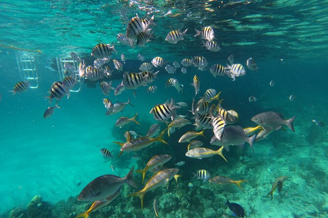 Private Speed Boat for Snorkeling or Fishing in Nassau - 34ft - What four hours can realistically include