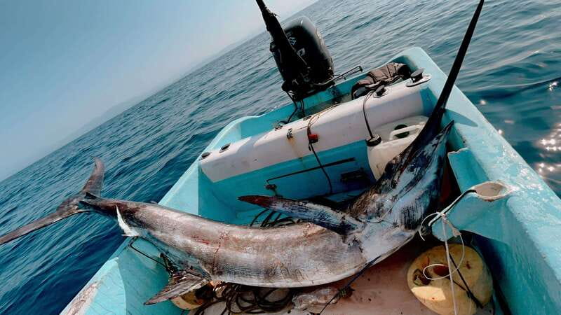 Puerto: Fishing Experience Marlin, Sailfish, Tuna or Dorado - Key points at a glance