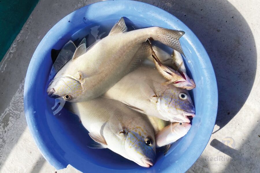 Red River Tours (Shared Trip): Deep Sea Fishing In Phu Quoc - Lunch With Your Own Catch at Noon