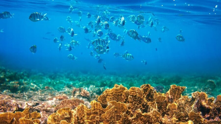 RedRiverTour-Discovery 3 Islets, Snorkeling &Fishing By Boat - Coconut Islet and the optional water sports