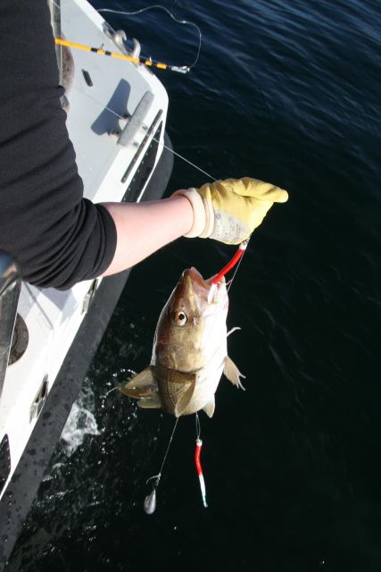 Reykjavik: 3-Hour Sea Angling Gourmet Experience Tour - Should you book the Faxaflói fishing tour?