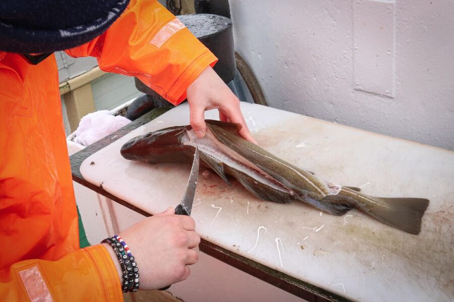 Reykjavik: 3-Hour Sea Angling Gourmet Experience Tour - Three hours on the fishing grounds of Faxaflói