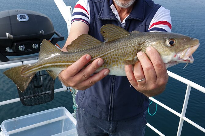 Reykjavik's Finest Catch: Guided Sea Angling Tour for All Levels - A friendly lesson for first-time anglers