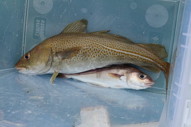 Reykjavik's Finest Catch: Guided Sea Angling Tour for All Levels - Is $181.02 a fair price?