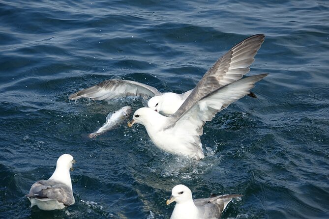 Reykjavik's Finest Catch: Guided Sea Angling Tour for All Levels - Who should book this fishing trip?