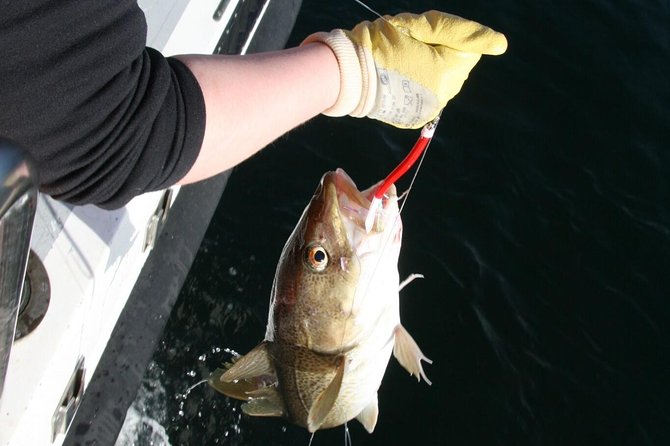 Reykjavik Sea Angling Gourmet - What you actually do during the three hours