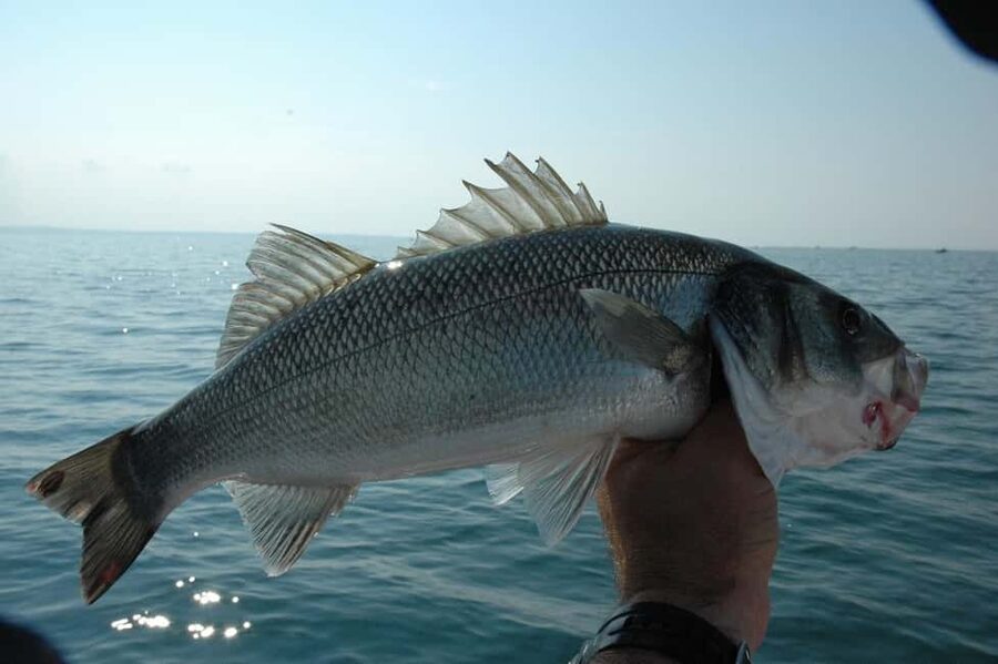Rhodes: (4H/6H) Private Boat Fishing Trip with Equipment - What the four-hour fishing trip feels like