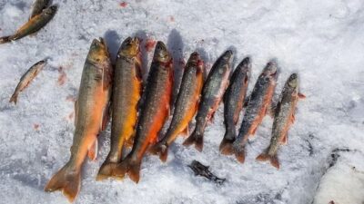 Half-Day Snowmobile & Ice Fishing Experience
