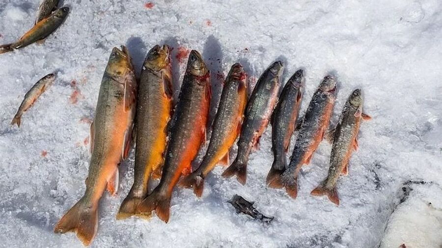 Rovaniemi: Half-Day Snowmobile & Ice Fishing Experience - Snowmobile riding in pairs