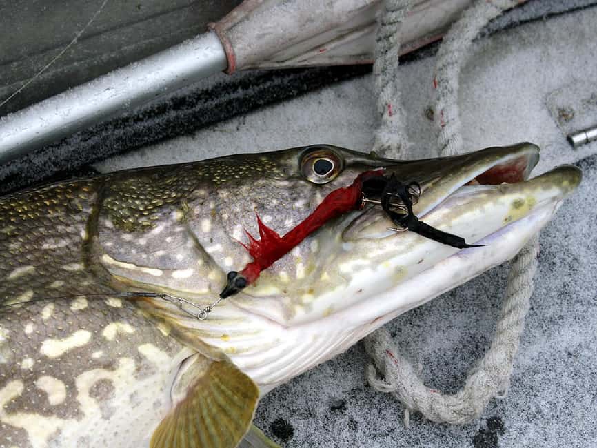 Rovaniemi: Snowshoeing, Ice Fishing and Salmon in Kota - Snowshoes for a real Lapland walk