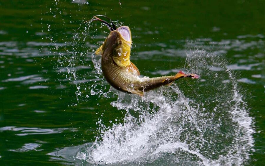 Rovaniemi: Summer & Autumn Fishing Tour in Lapland & BBQ - Learning to fish without needing prior experience