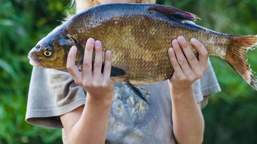 Rovaniemi: Summer & Autumn Fishing Tour in Lapland & BBQ - What the $128 price includes