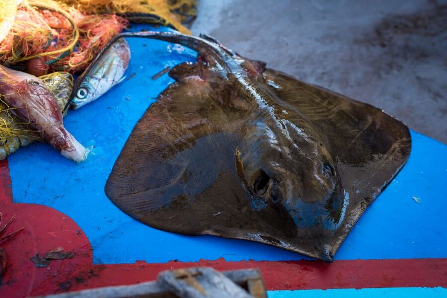 Santorini: Traditional Fishing Trip and Fresh Fish Lunch - Why this fishing trip shows you another Santorini