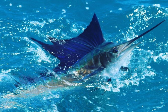 Shared BIG GAME Sportfishing Up To Six People - Live bait fishing and the chance at a memorable catch