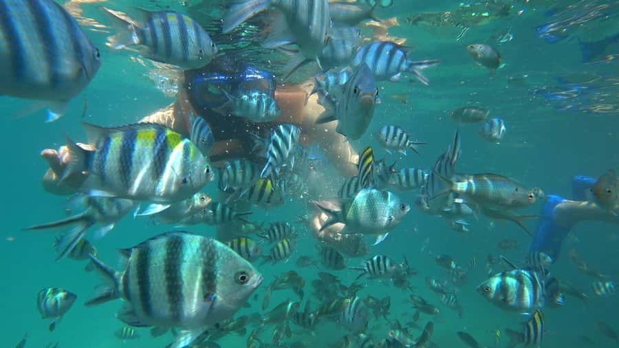 Snorkeling Kayaking Fishing Swimming Activities - Snorkeling over coral and marine life