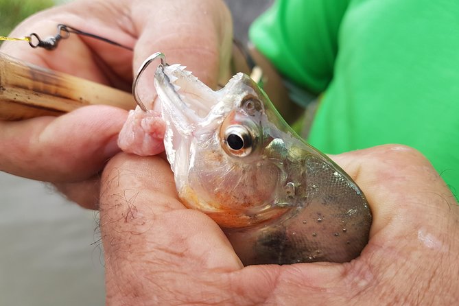 Solimoes River Piranha Fishing and Alligator Watching Tour - Fishing for piranhas near Iranduba