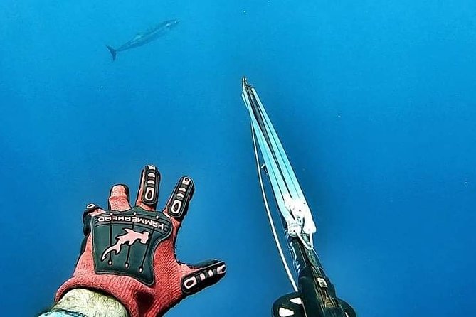 Spearfishing Playa del Carmen or Tulum - Visibility, weather, and the honest trade-off