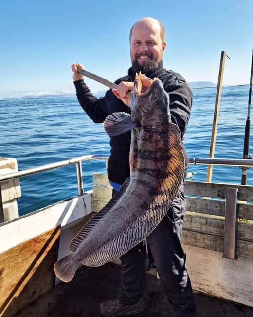 Stykkishólmur: Sea Angling Tour with Local Guide - What you might catch