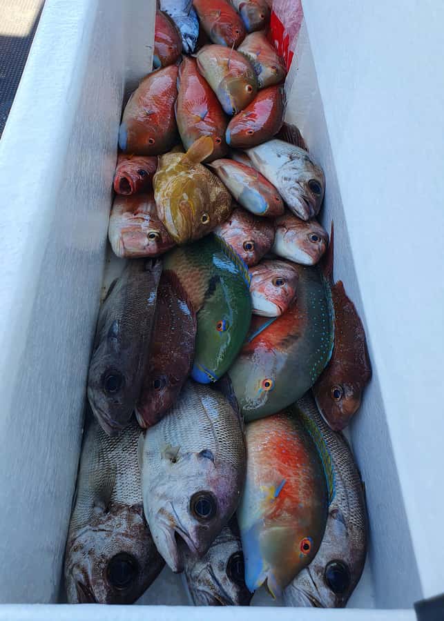 Sunshine Coast: Fishing Charters - What you fish for and what you take home