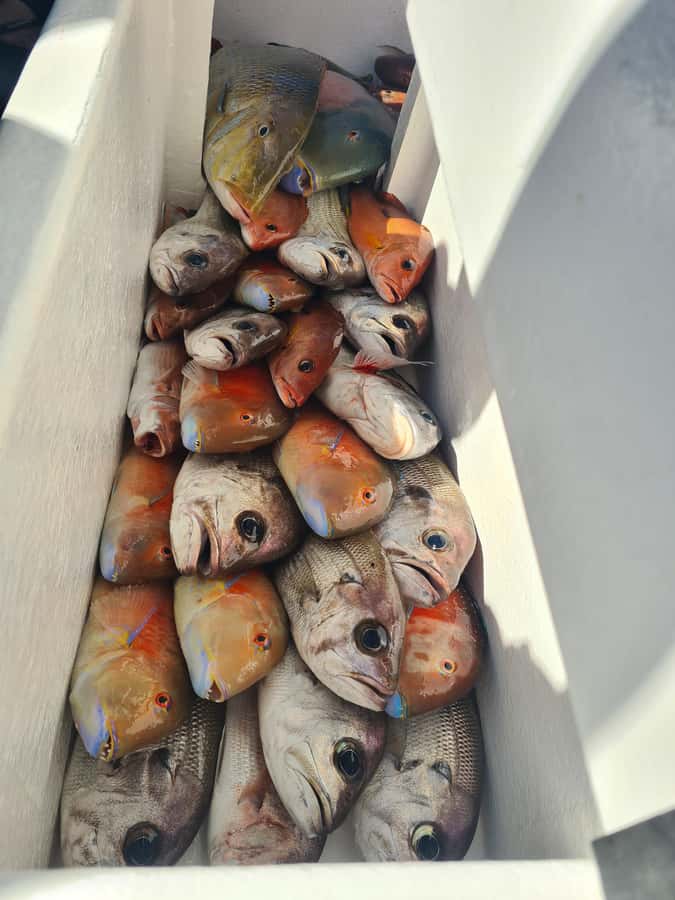 Sunshine Coast: Fishing Charters - Leaving Pelican Waters Marina in Caloundra