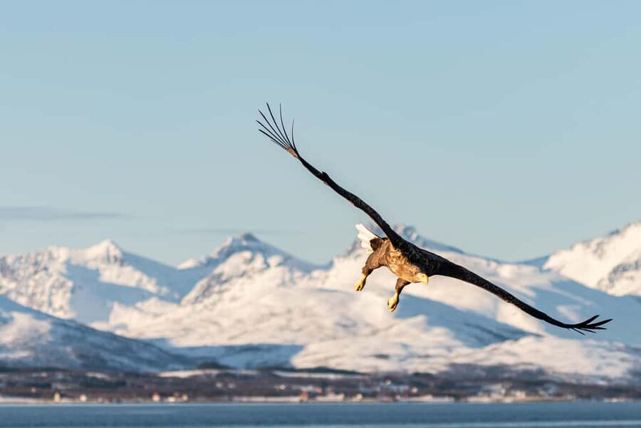 Tromsø: Arctic Fjord Cruise & Fishing Experience - The catch becomes lunch