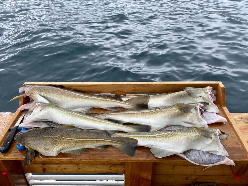 Tromsø: Fishing & Fjord Cruise - What the catch means at mealtime
