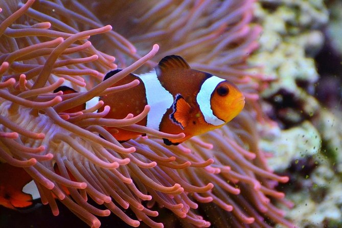 V.I.P Snorkeling & Fishing Tour ( Speed Boat ) Minimum 02 people - A half-day on Nha Trang Bay by speedboat