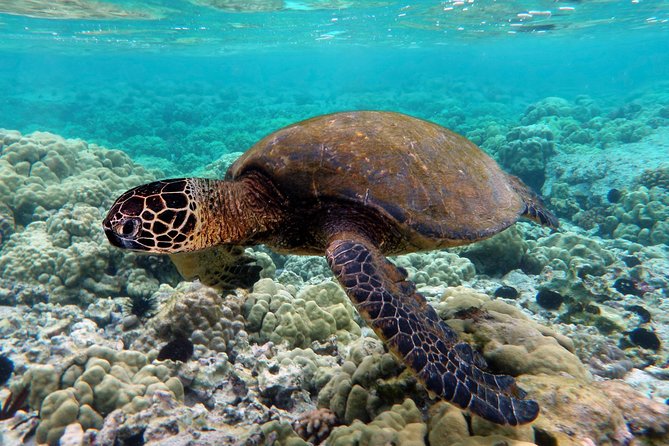 V.I.P Snorkeling & Fishing Tour ( Speed Boat ) Minimum 02 people - What the $105 price really covers