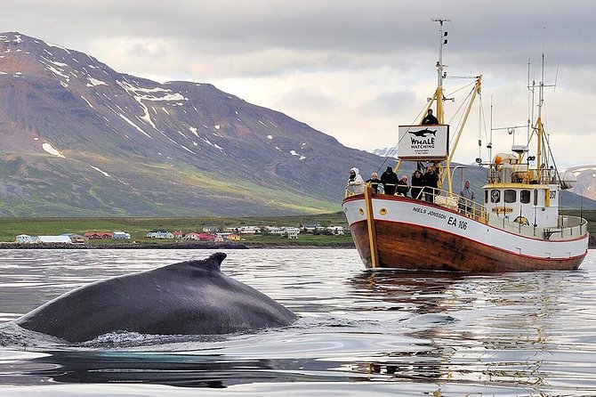 Whale Watching and Sea Angling Tour - At a glance