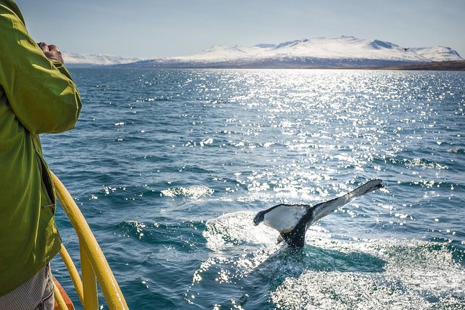 Whale Watching and Sea Angling Tour - Setting out from Hauganes into Eyjafjörður