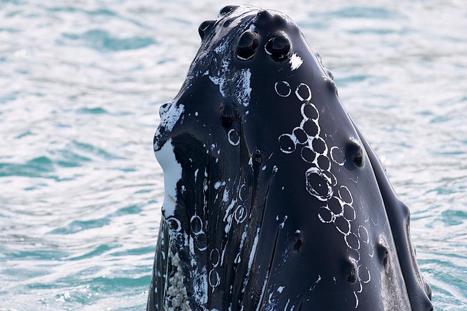 Whale Watching and Sea Angling Tour - Watching humpbacks, minkes, and blue whales