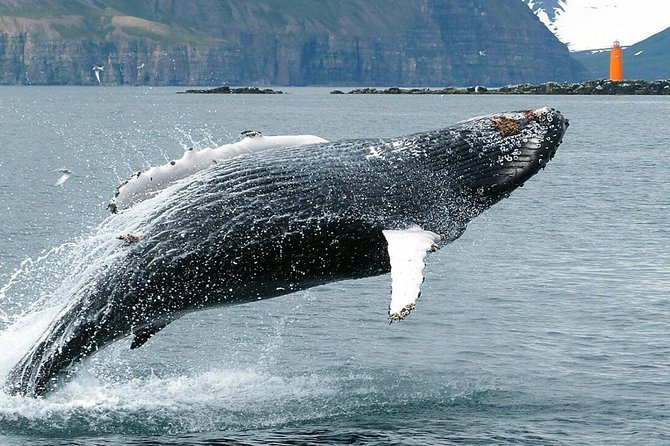 Whale Watching and Sea Angling Tour - The sea angling portion: fun, but not a fishing charter