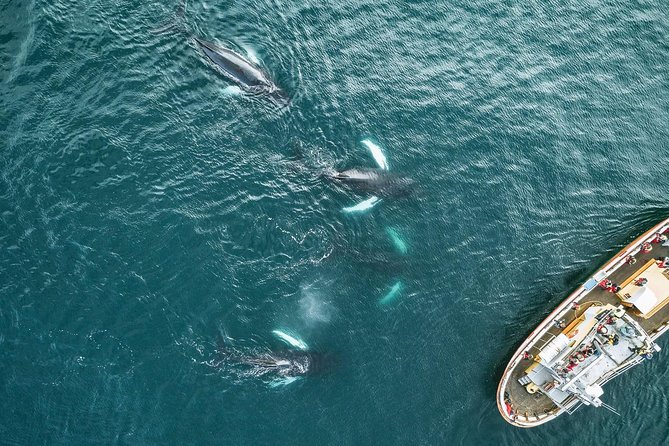 Whale Watching and Sea Angling Tour - Why the traditional boat adds to the experience