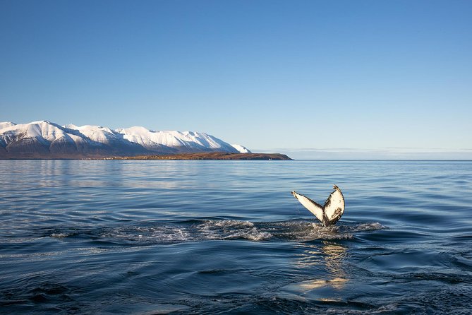 Whale Watching and Sea Angling Tour - The first 20 minutes: getting into whale country
