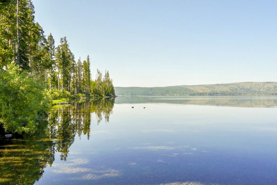 Yellowstone: Private Lewis Lake Fishing Trip From Jackson - What you may catch, and what happens next