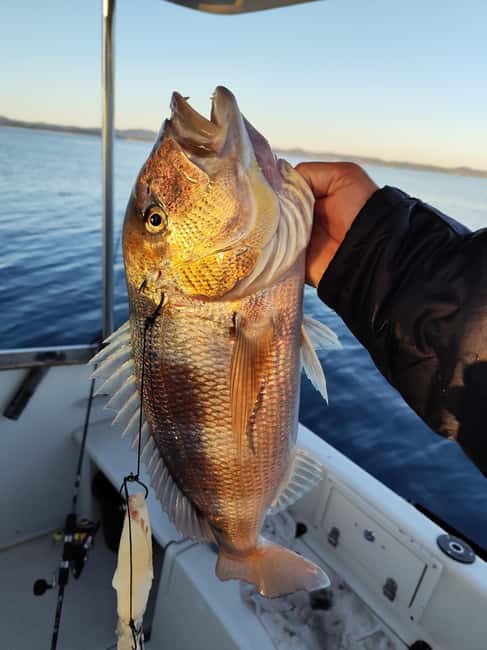 Zadar: Sunset Fishing Half-Day Guided Boat Trip - What the 5-Star Feedback Tells You